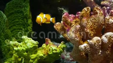 水族馆珊瑚附近的小丑鱼。 在水族馆黑色背景的各种雄伟珊瑚附近游泳的小丑鱼